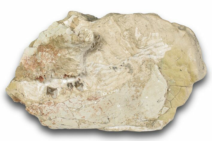 Bargain, Fossil Oreodont (Merycoidodon) Skull - South Dakota #243585